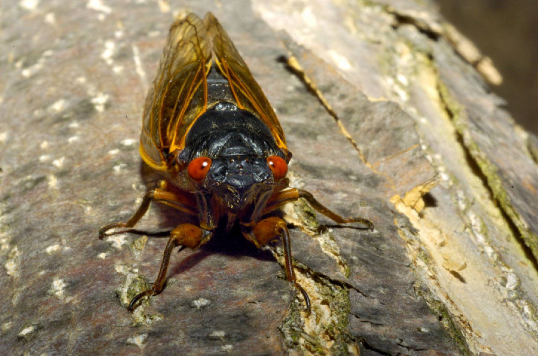13 Year Cicada