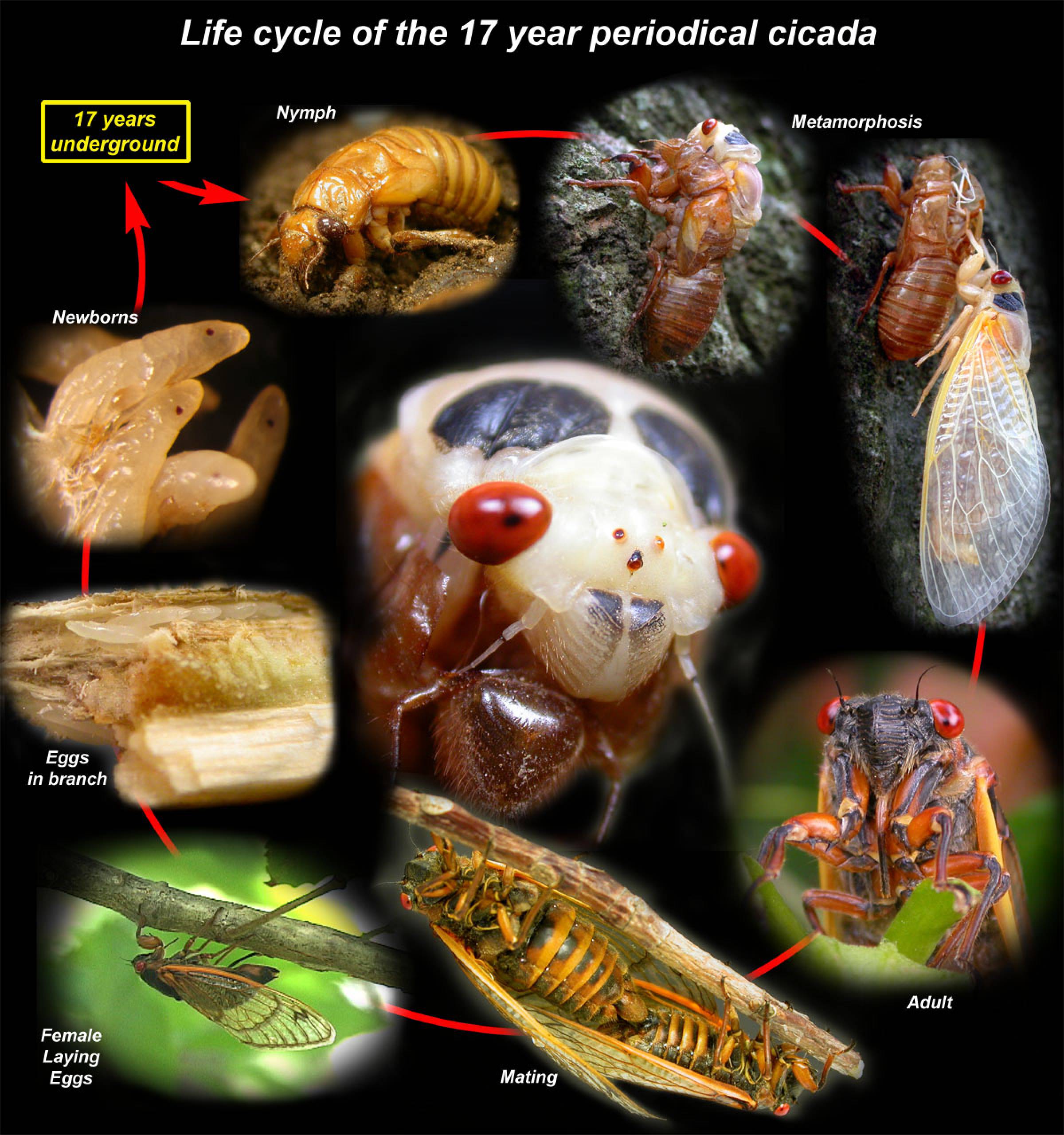 17 Year Cicada Evolution