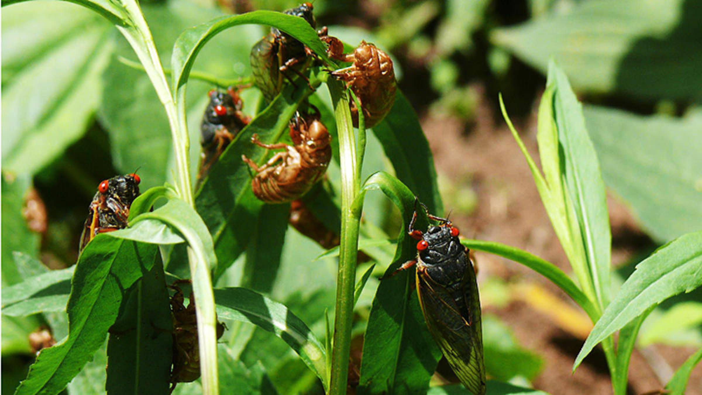 17 Year Cicadas
