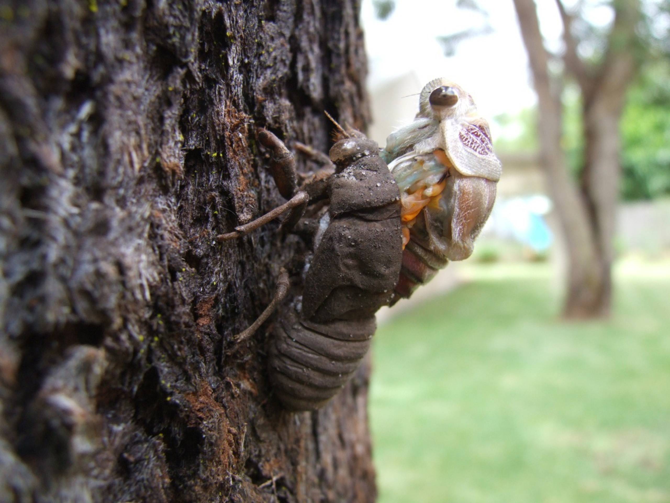 Cicada 17 Year Life Cycle
