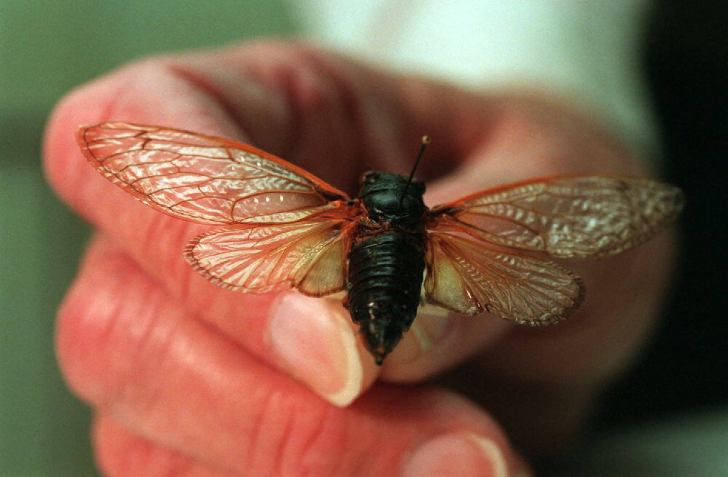 Cicada Underground 17 Years