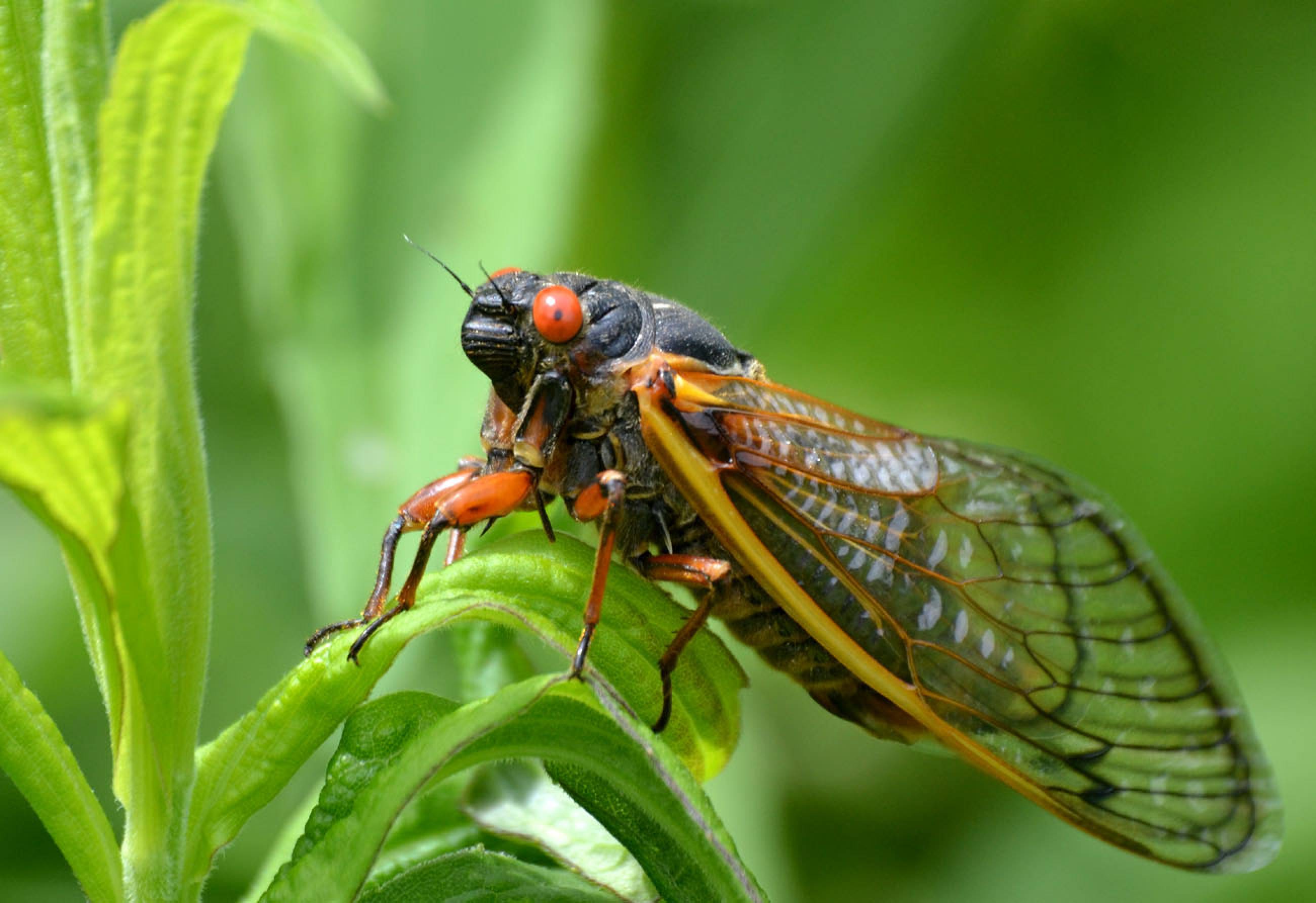 Cicadas 17 Year