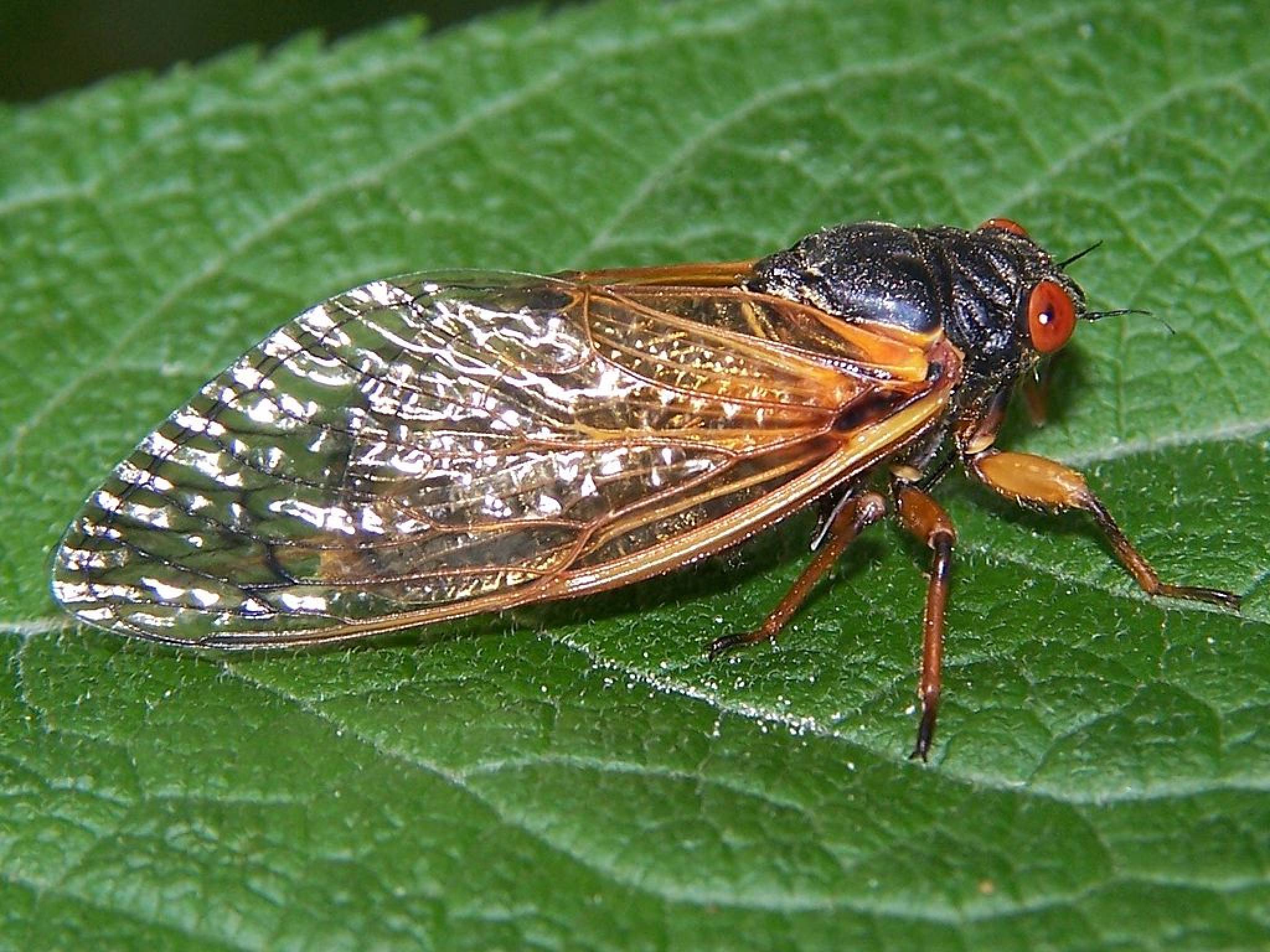 Cicadas Every 17 Years
