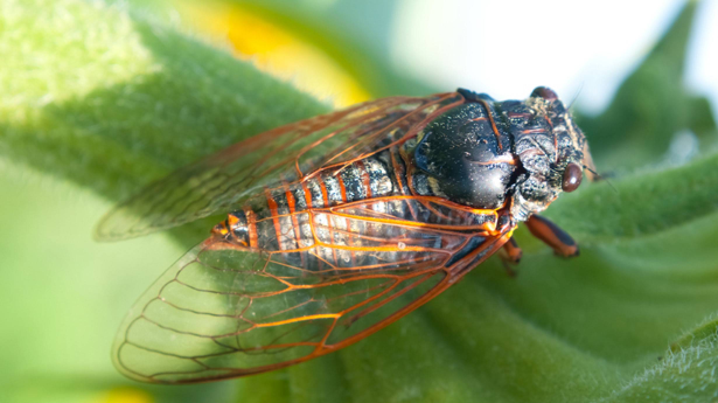 Cicadas Why 17 Years