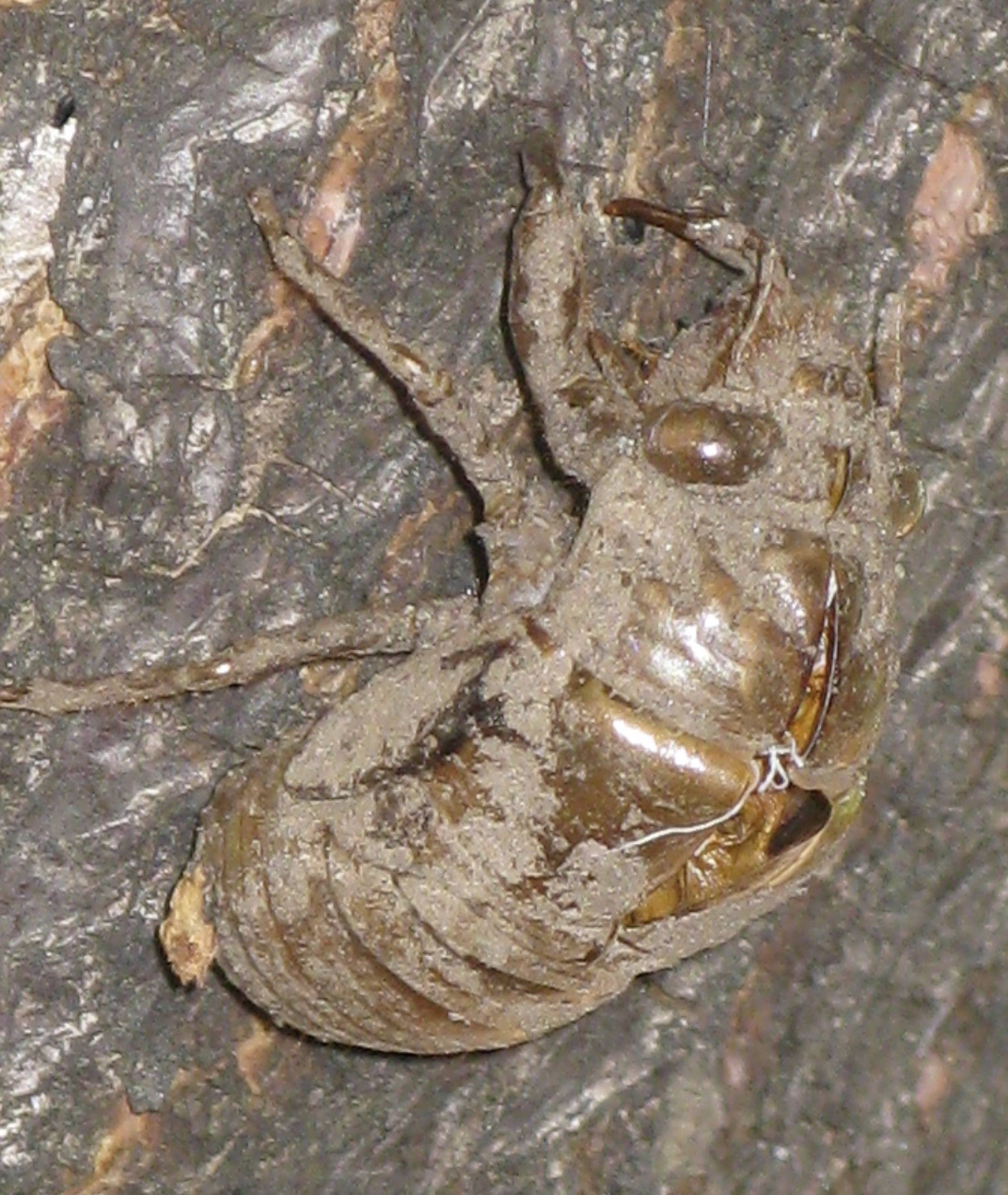 Cicada Bug Pictures