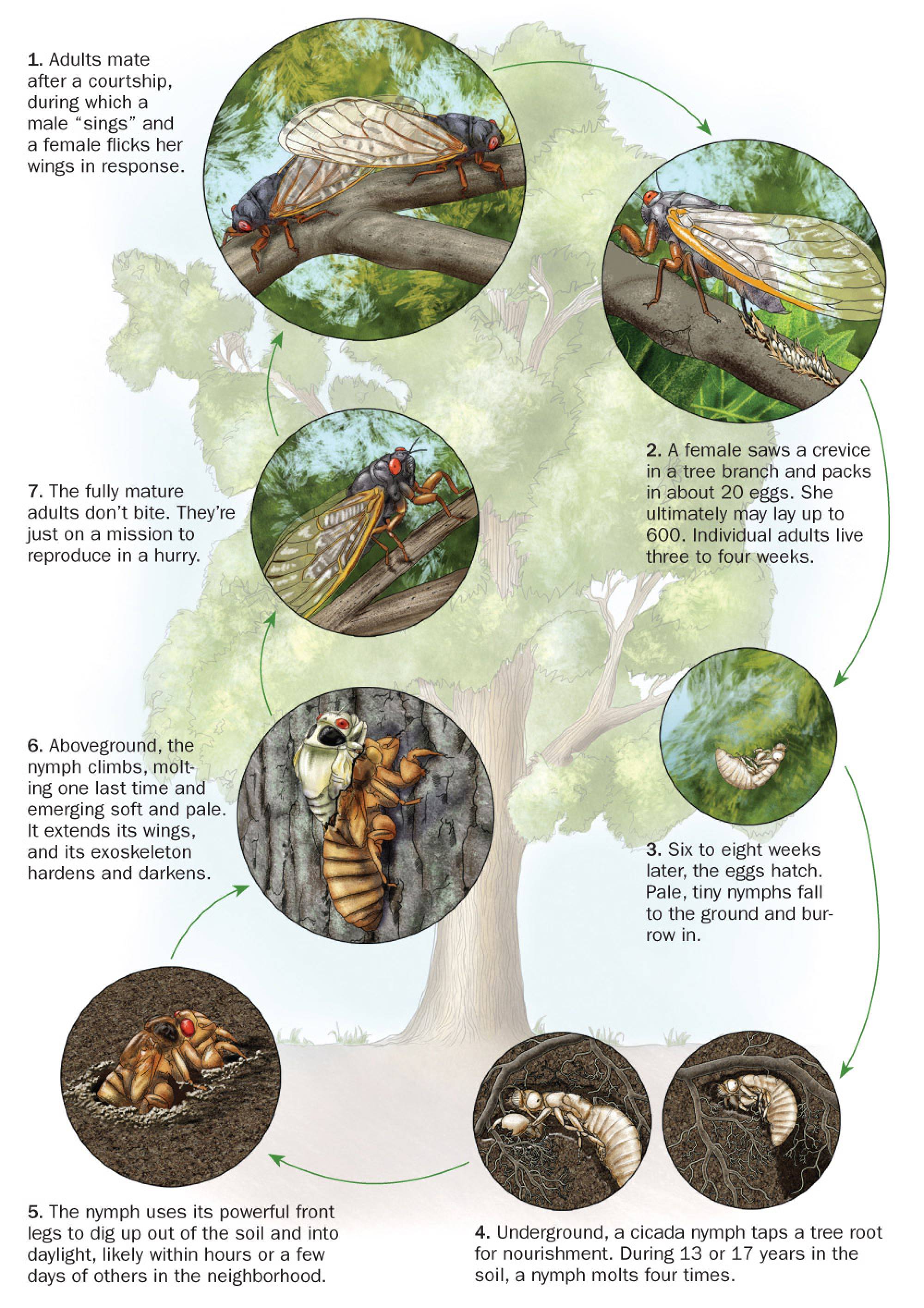 Cicada Life Cycle Gallery