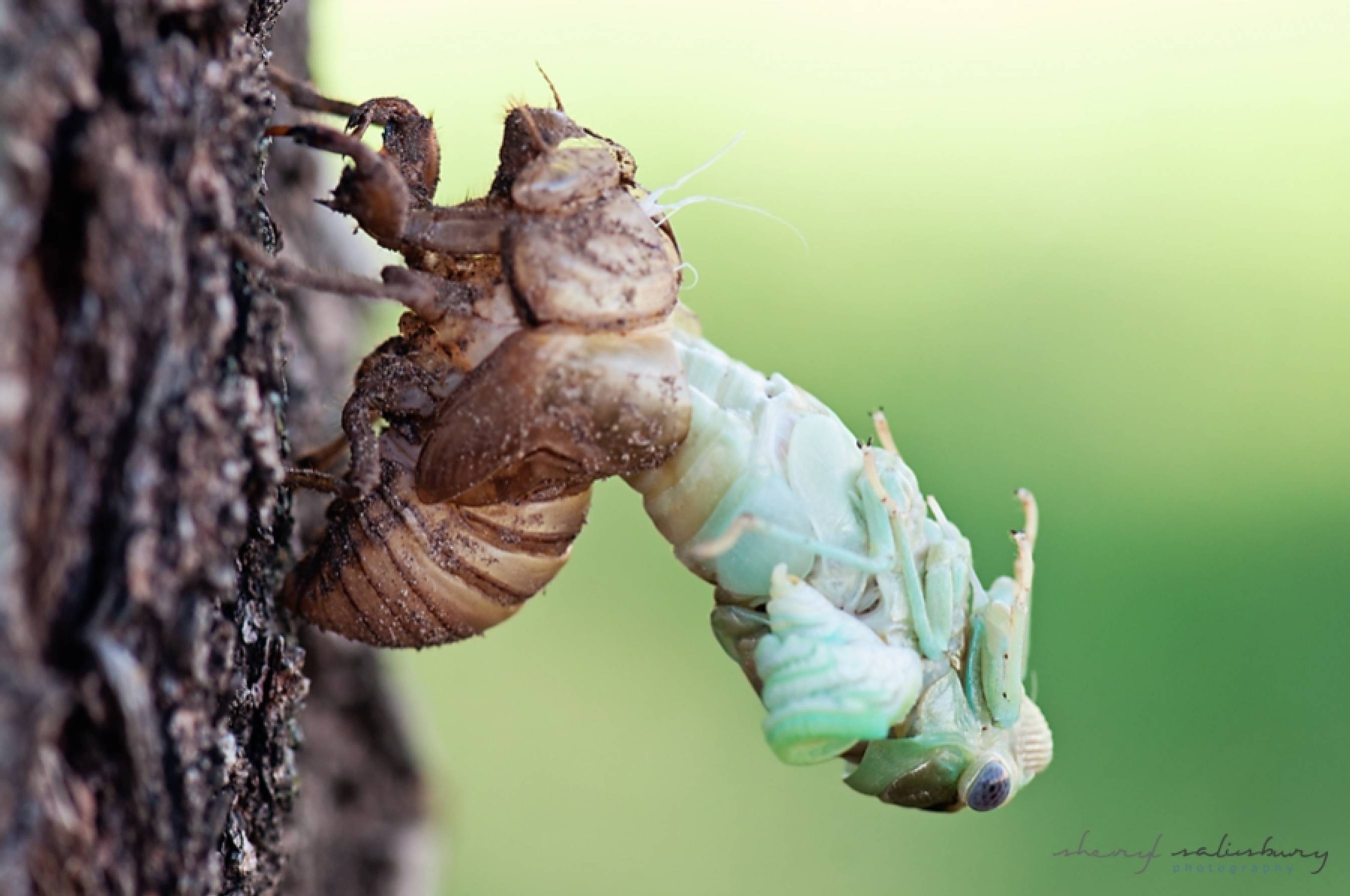 Cicada Metamorphosis