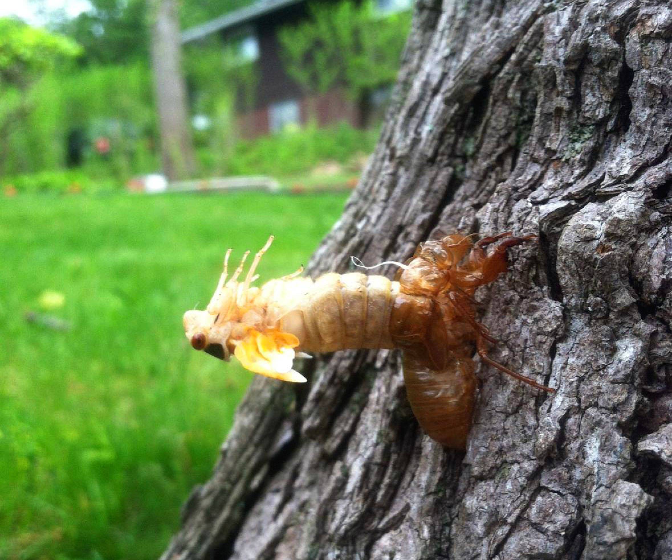 Cicada Pupa