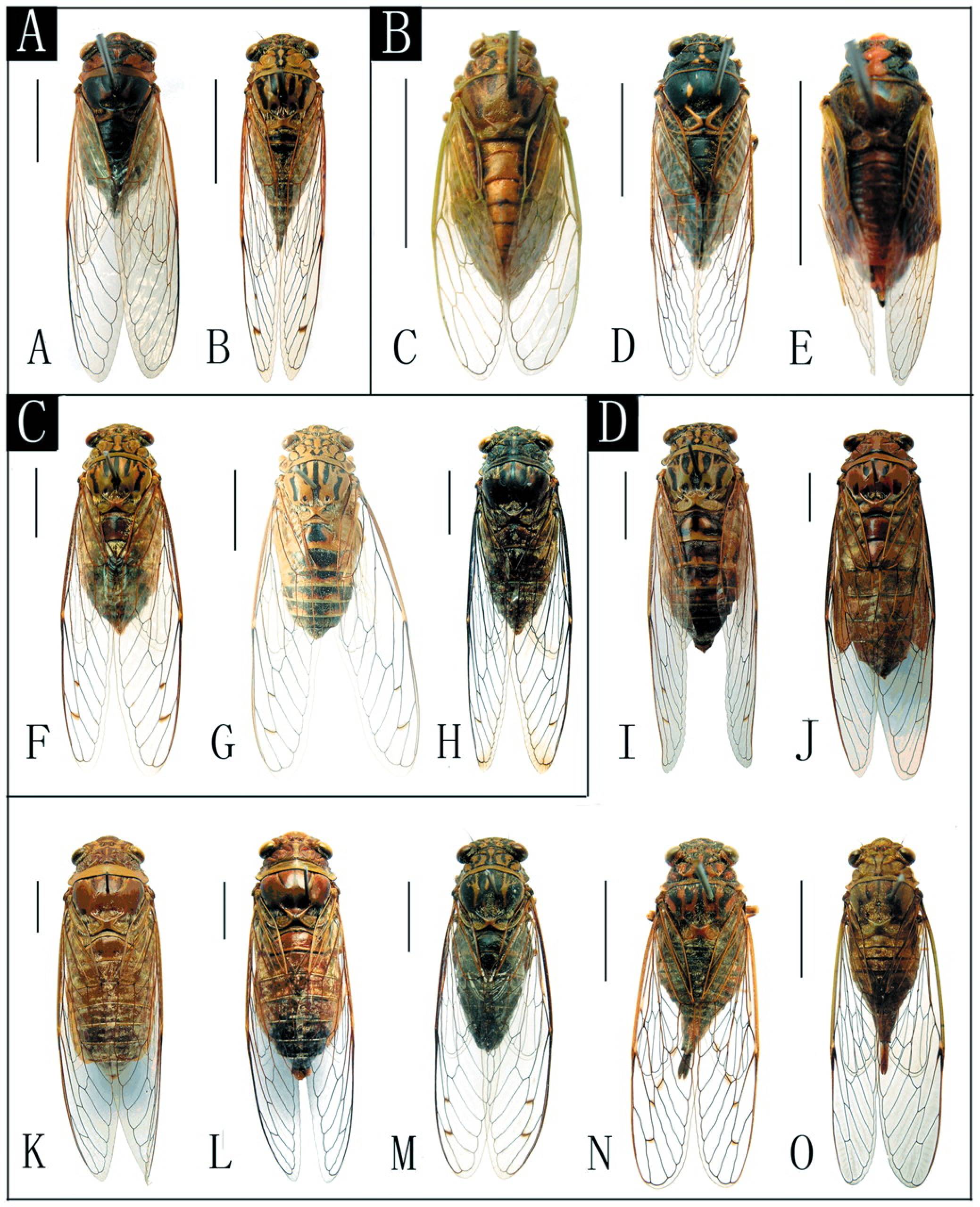 Cicada Types