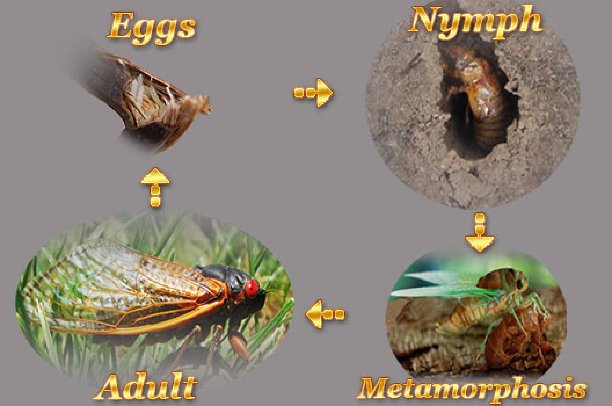 Life Cycle Of Cicadas