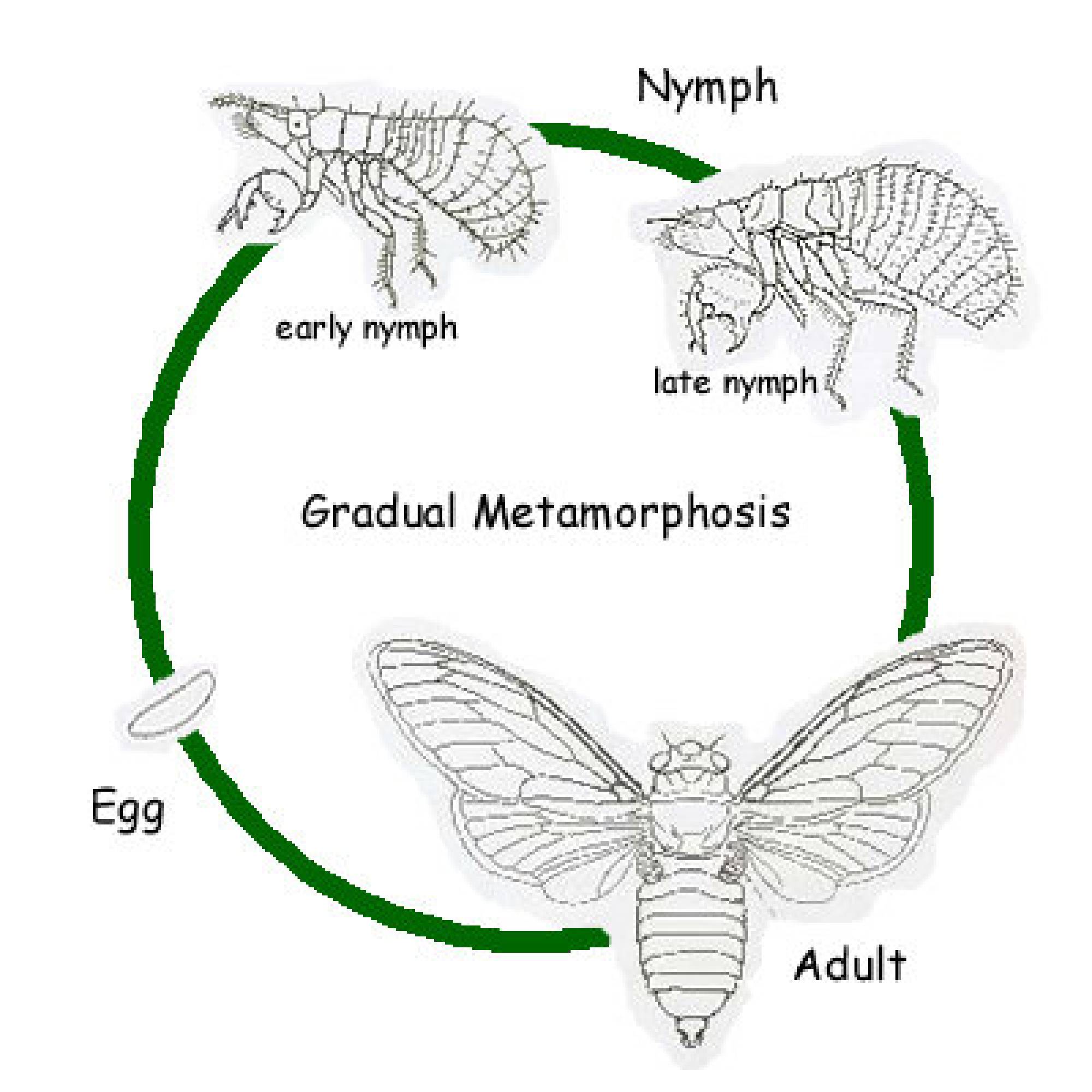 Life Cycle Of The Cicada
