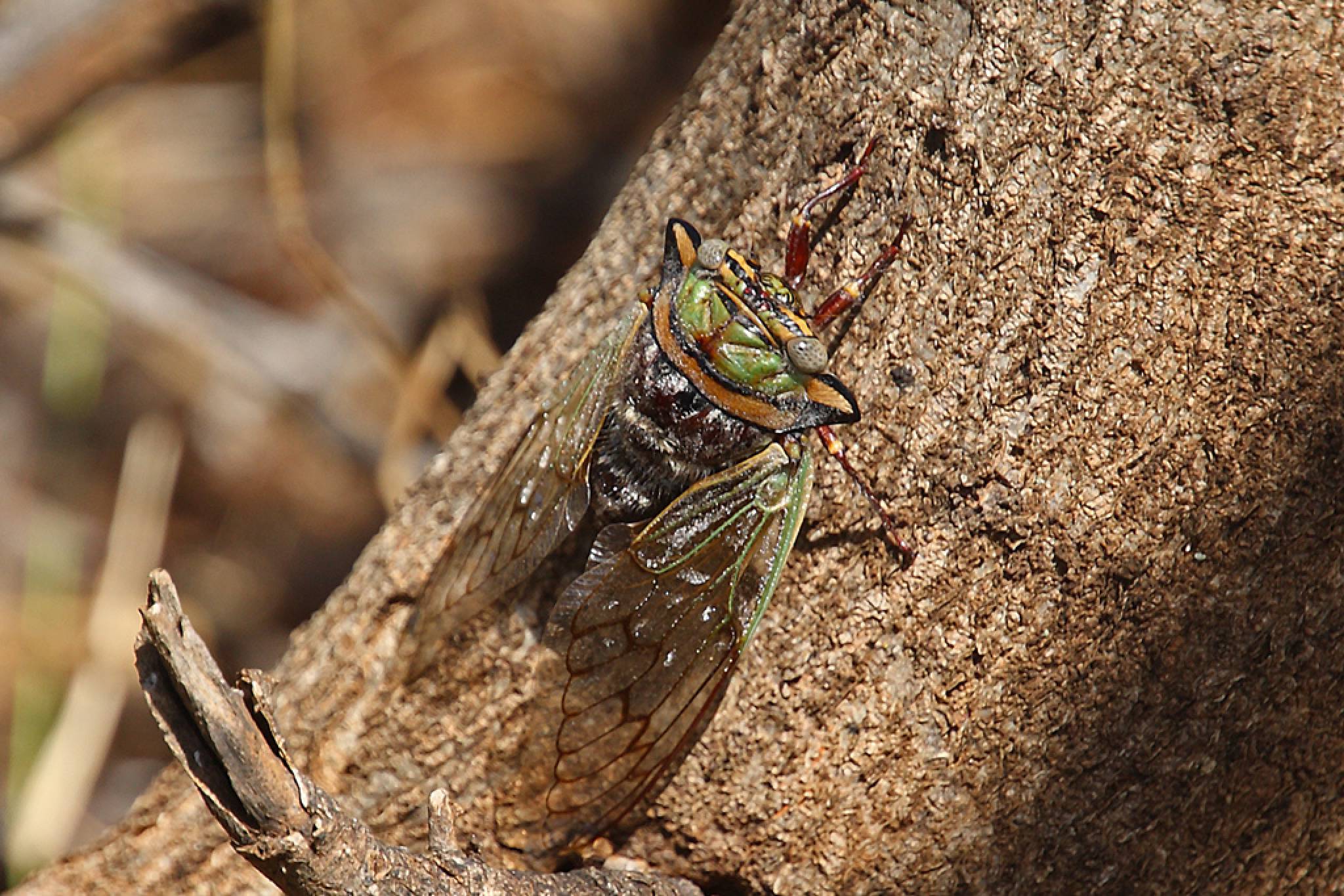 African Cicada