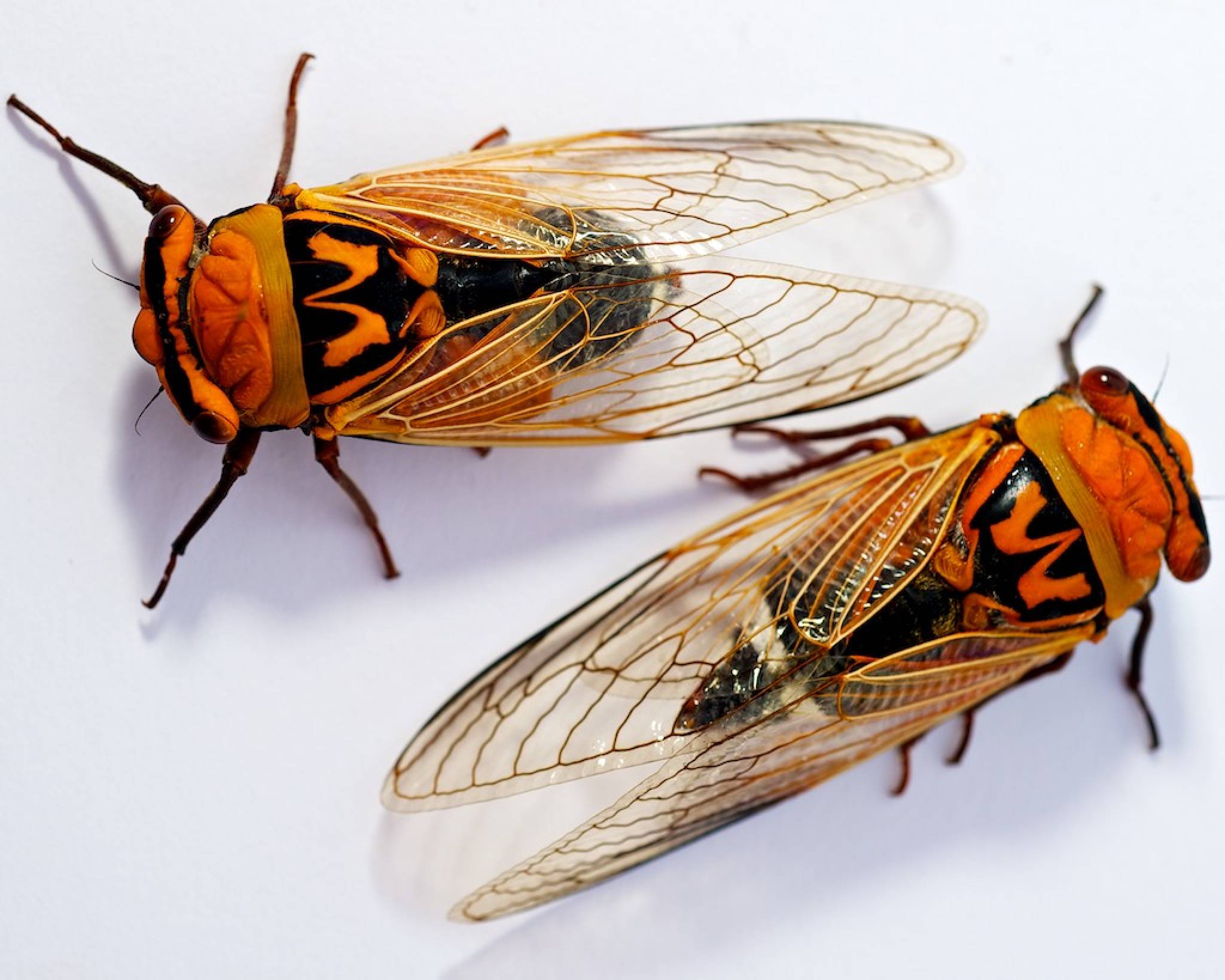Australian Cicadas