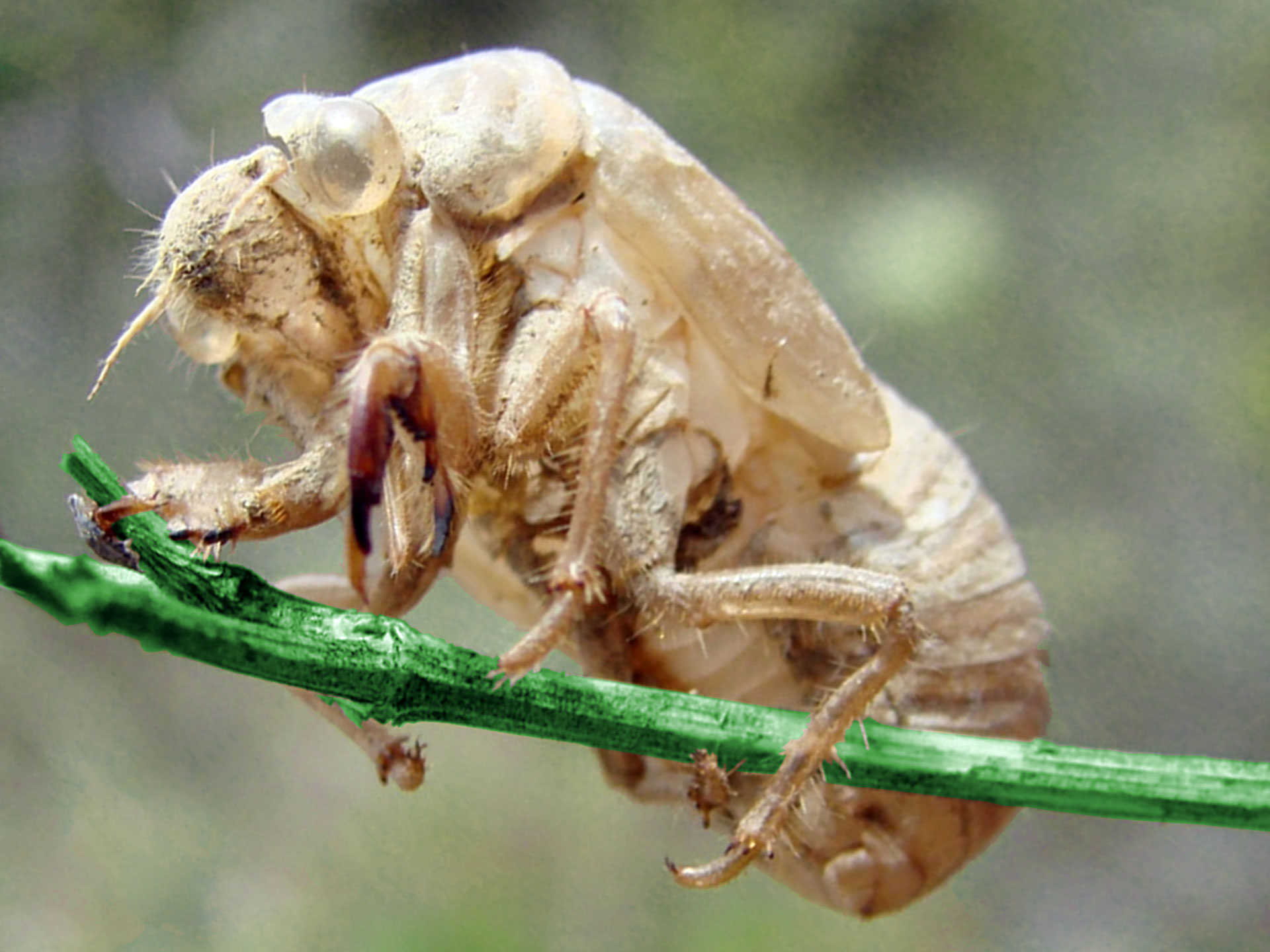 Cicada Larvae Photos