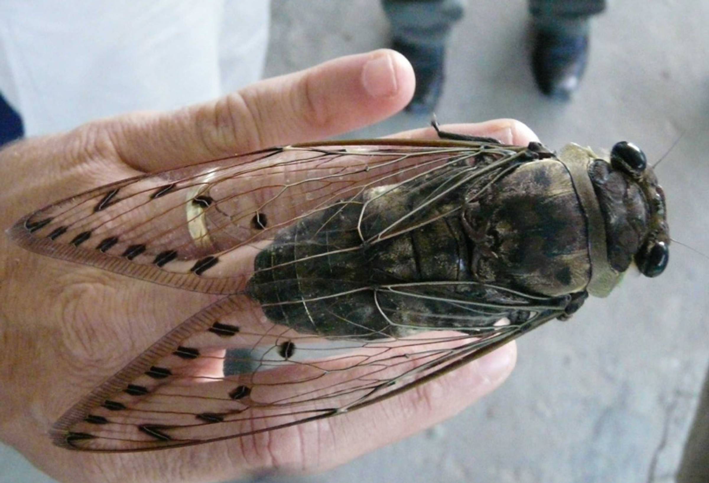 Large Cicada