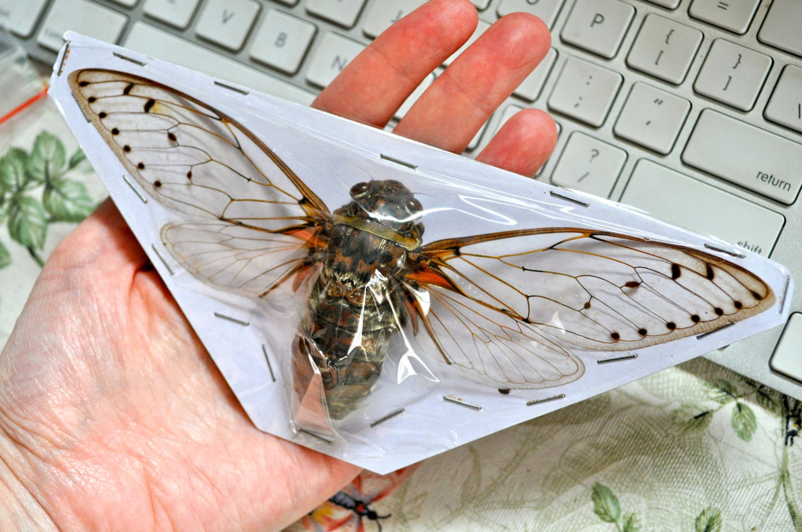 Largest Cicada