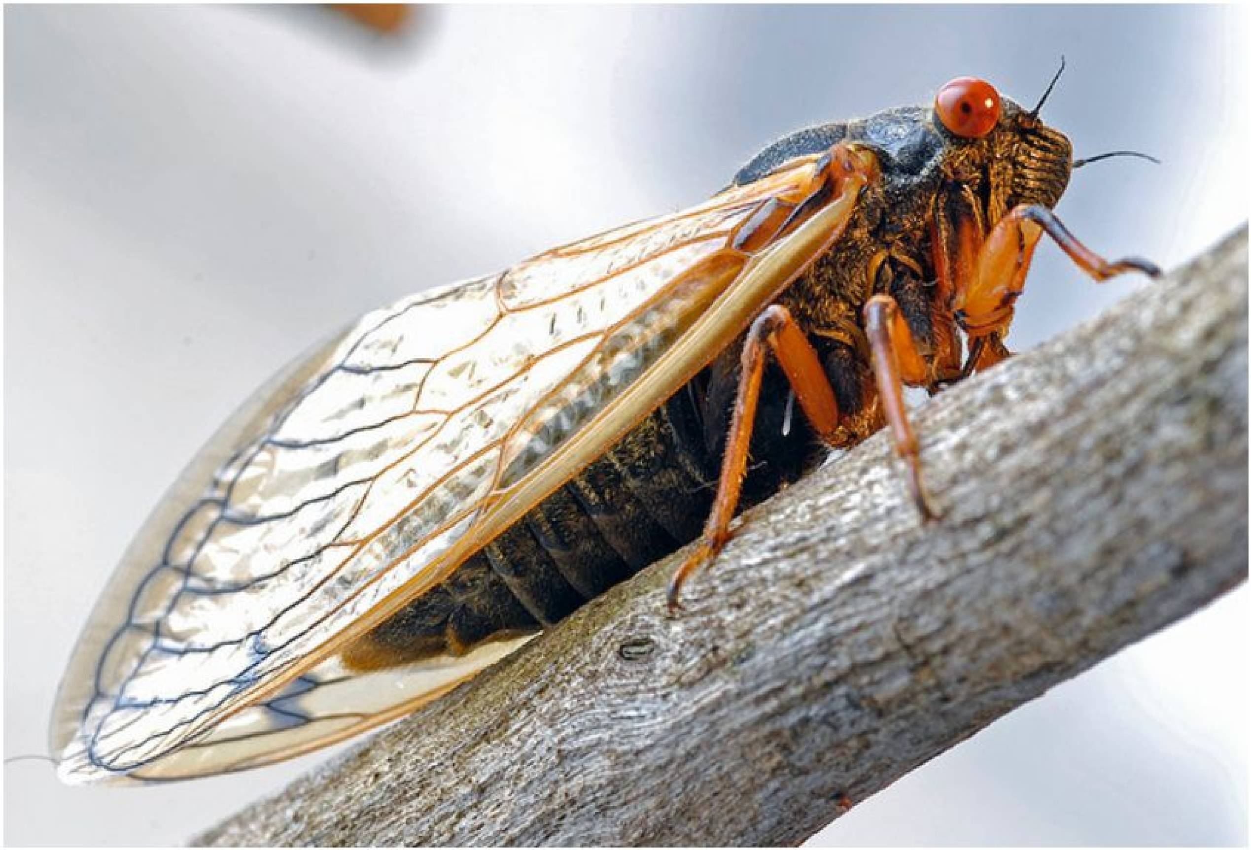 Pictures Of Cicada