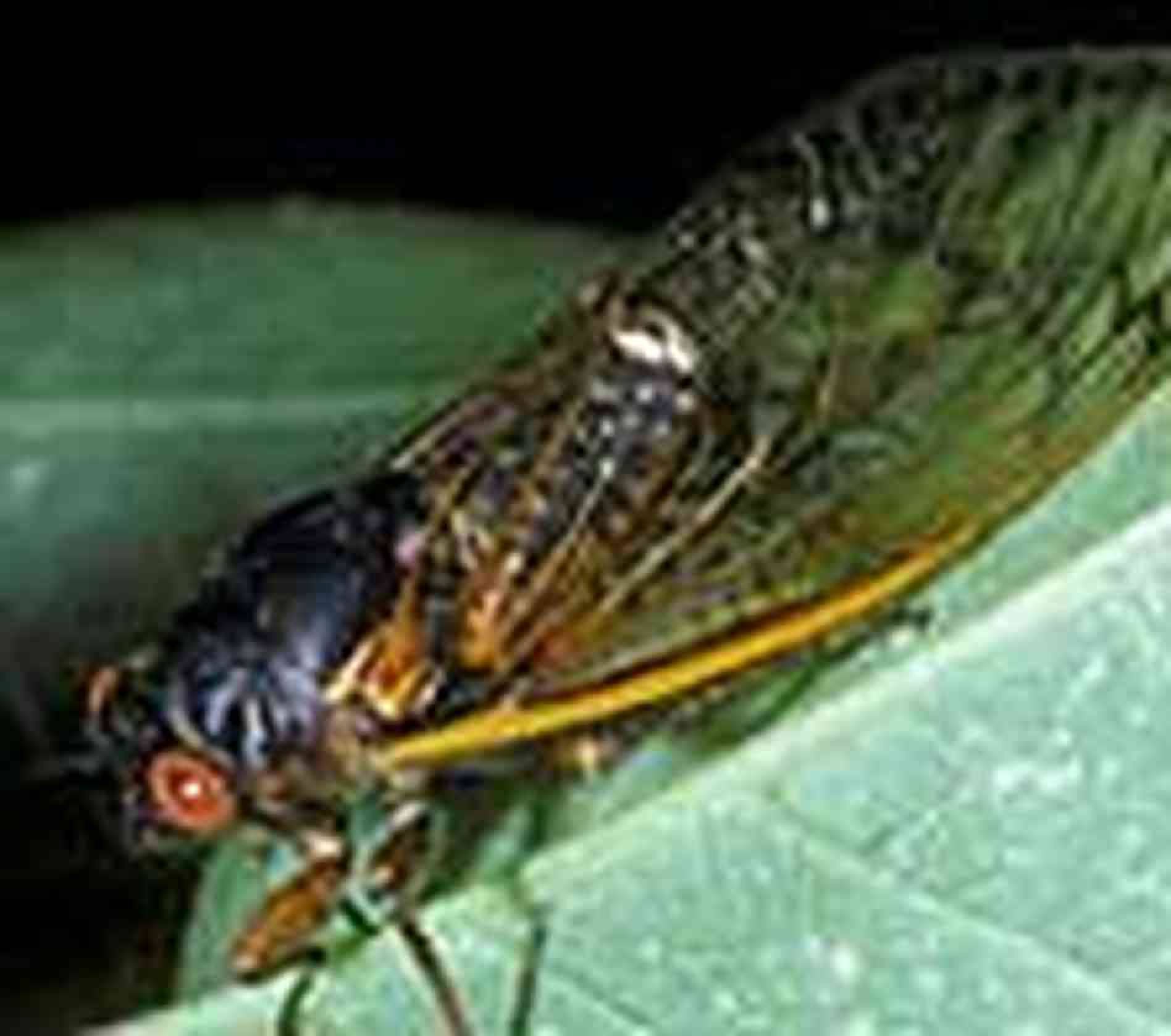Pictures Of Cicadas