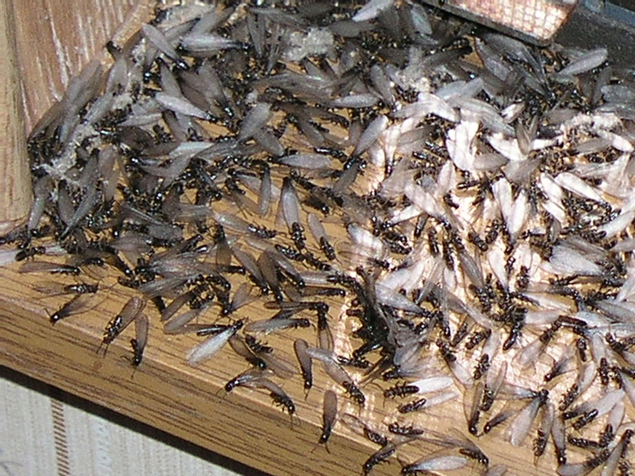 Get Rid Of Swarming Termites