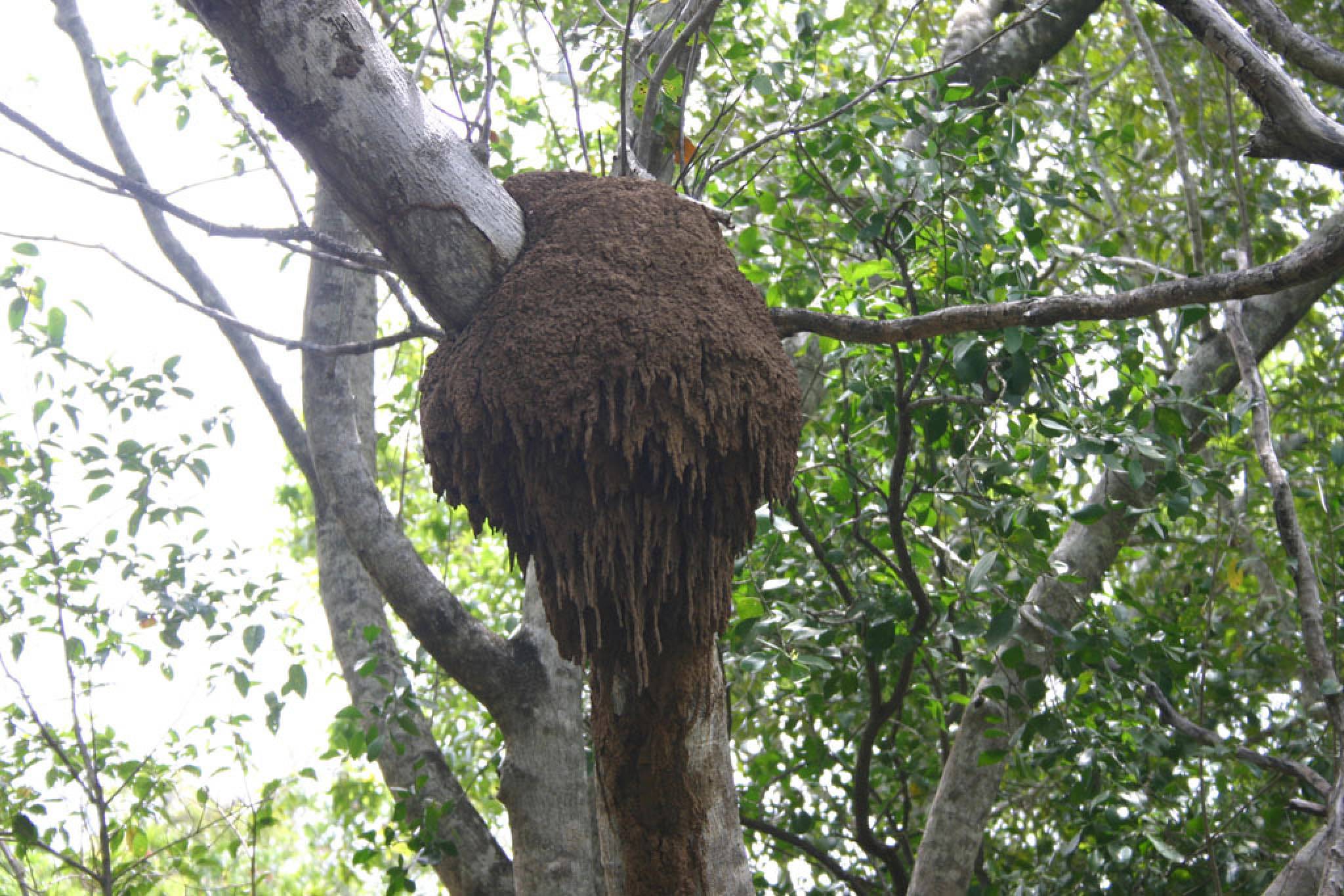 Get Rid Of Termites In Tree