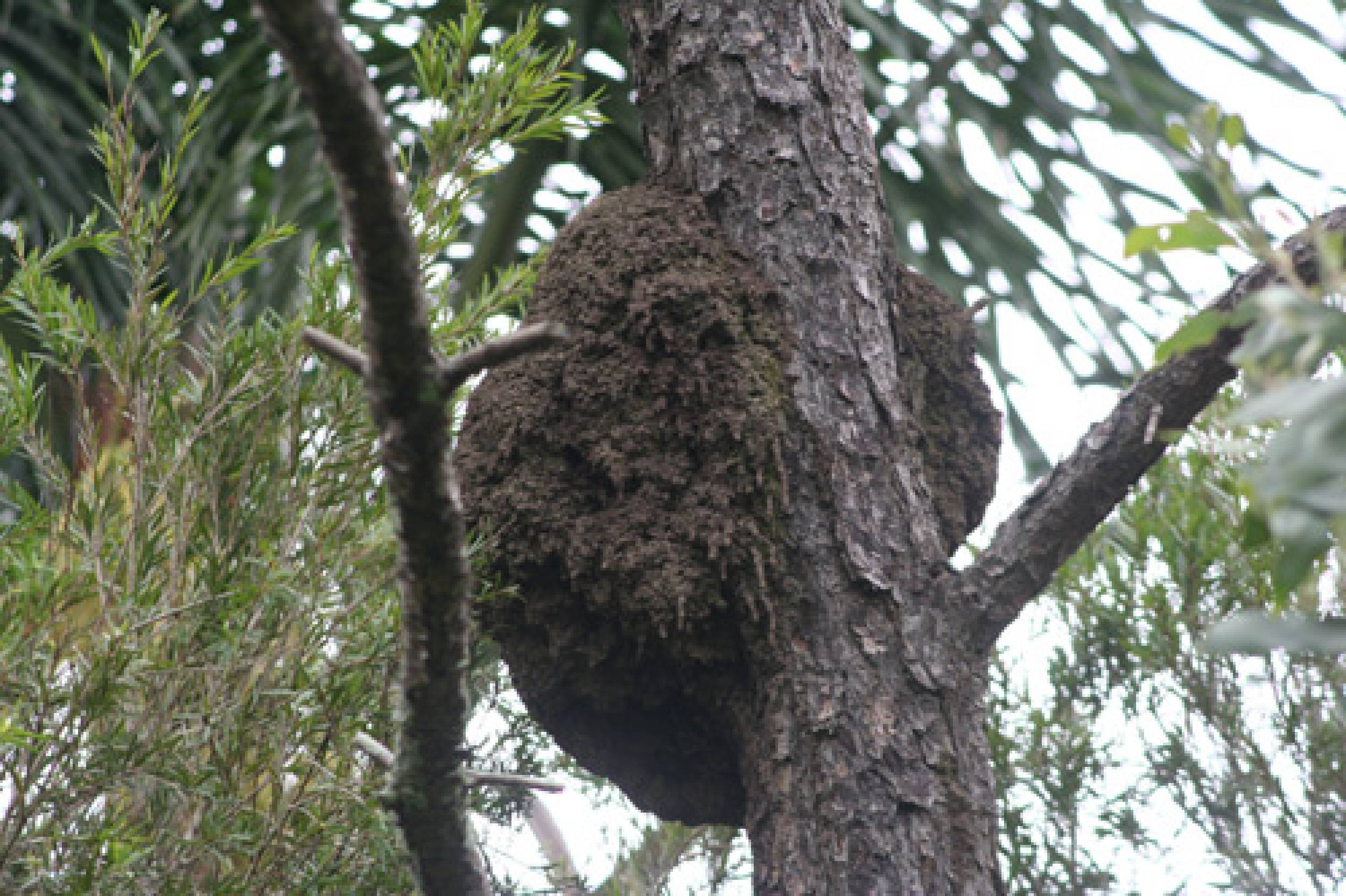 How To Get Rid Of Termites On Tree