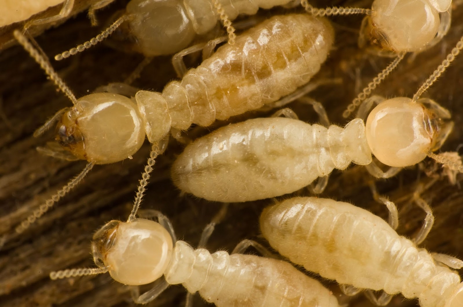 Asian Subterranean Termites