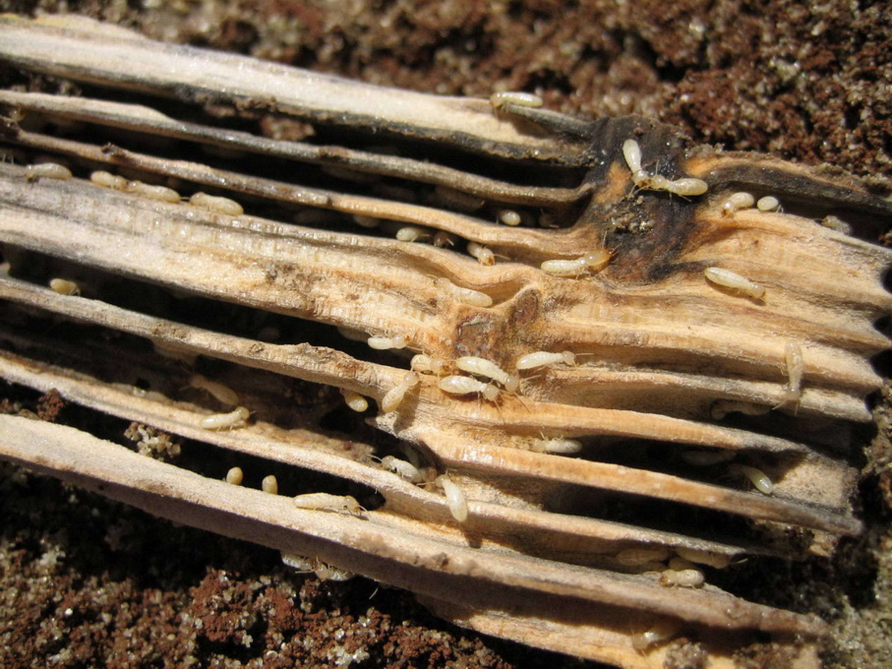 Formosan Subterranean Termite