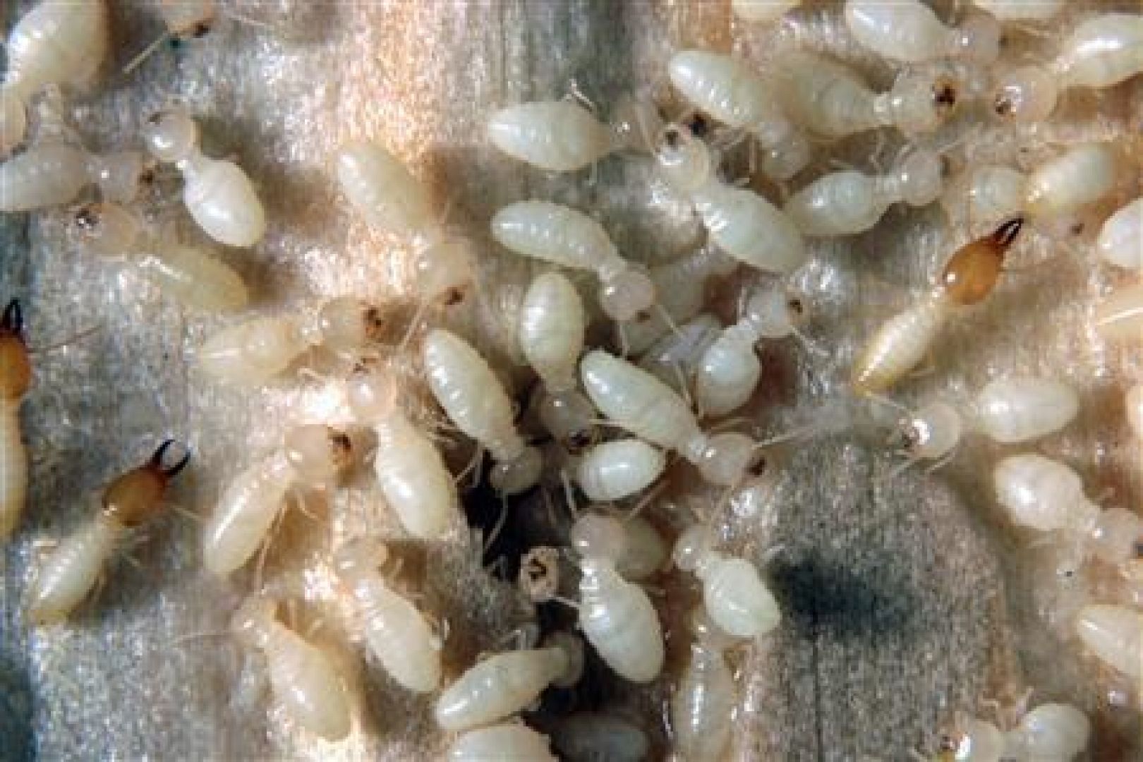 Pictures Of Subterranean Termites