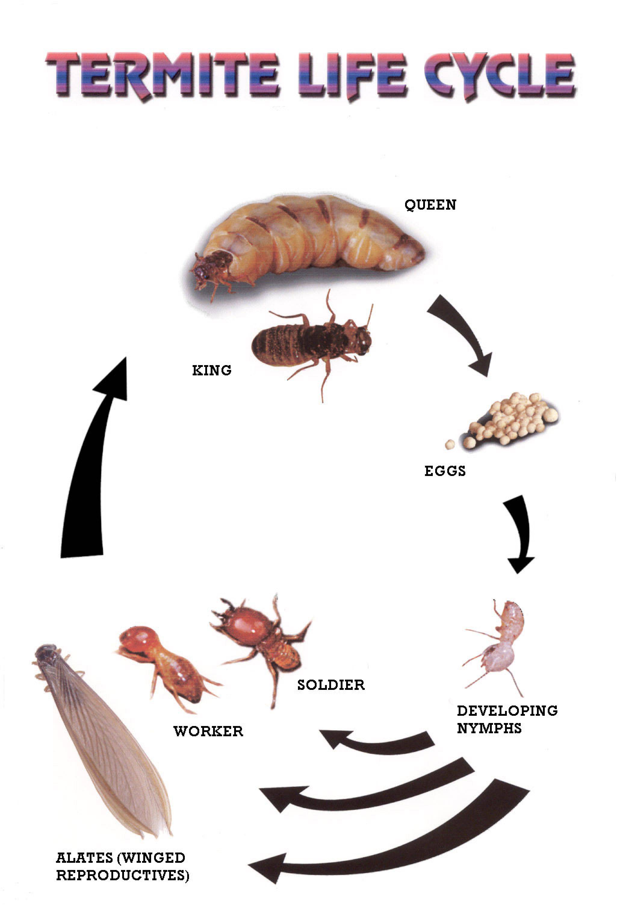 Subterranean Termites Life Cycle