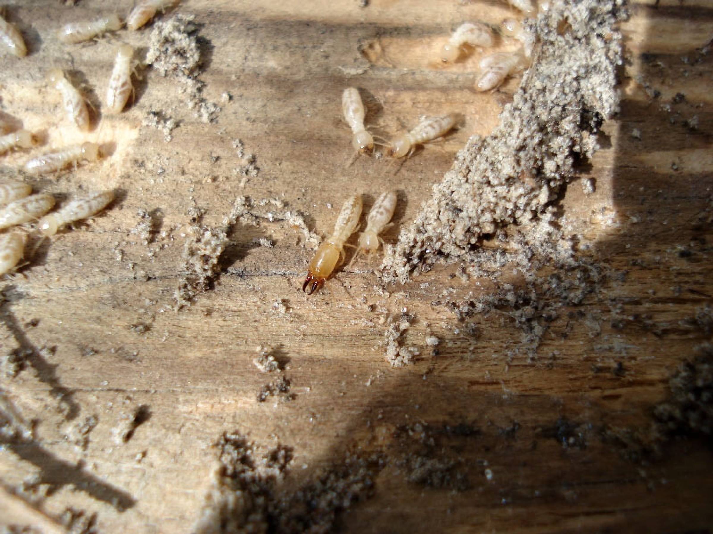 Subterranean Termites Photo Gallery