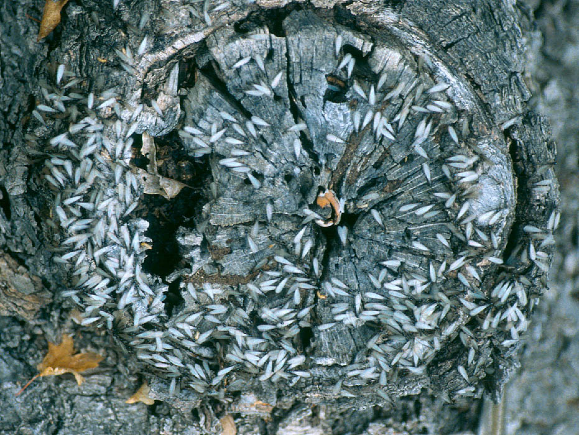 Subterranean Termites Swarmers