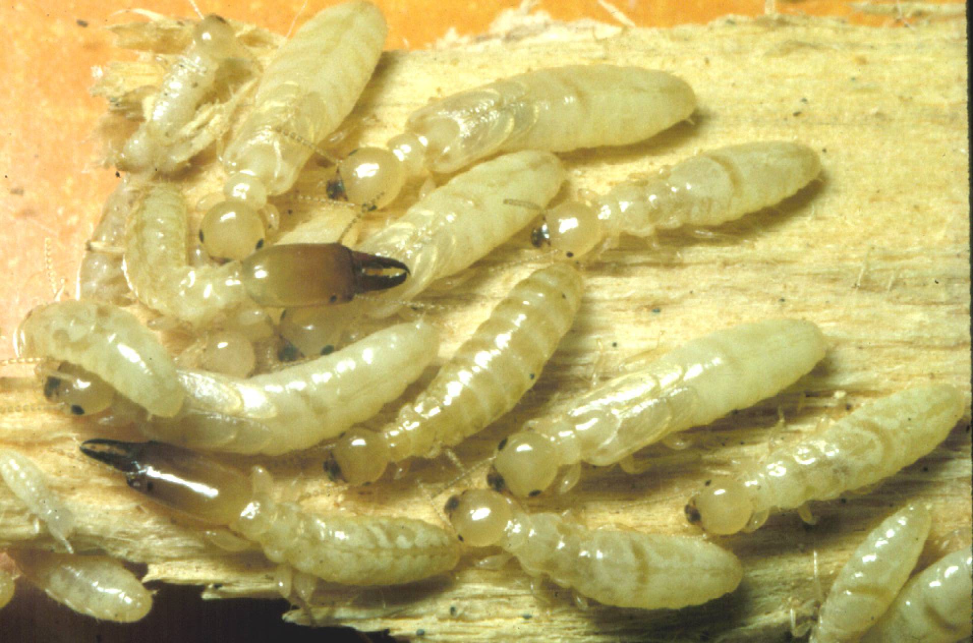 What Is Subterranean Termites