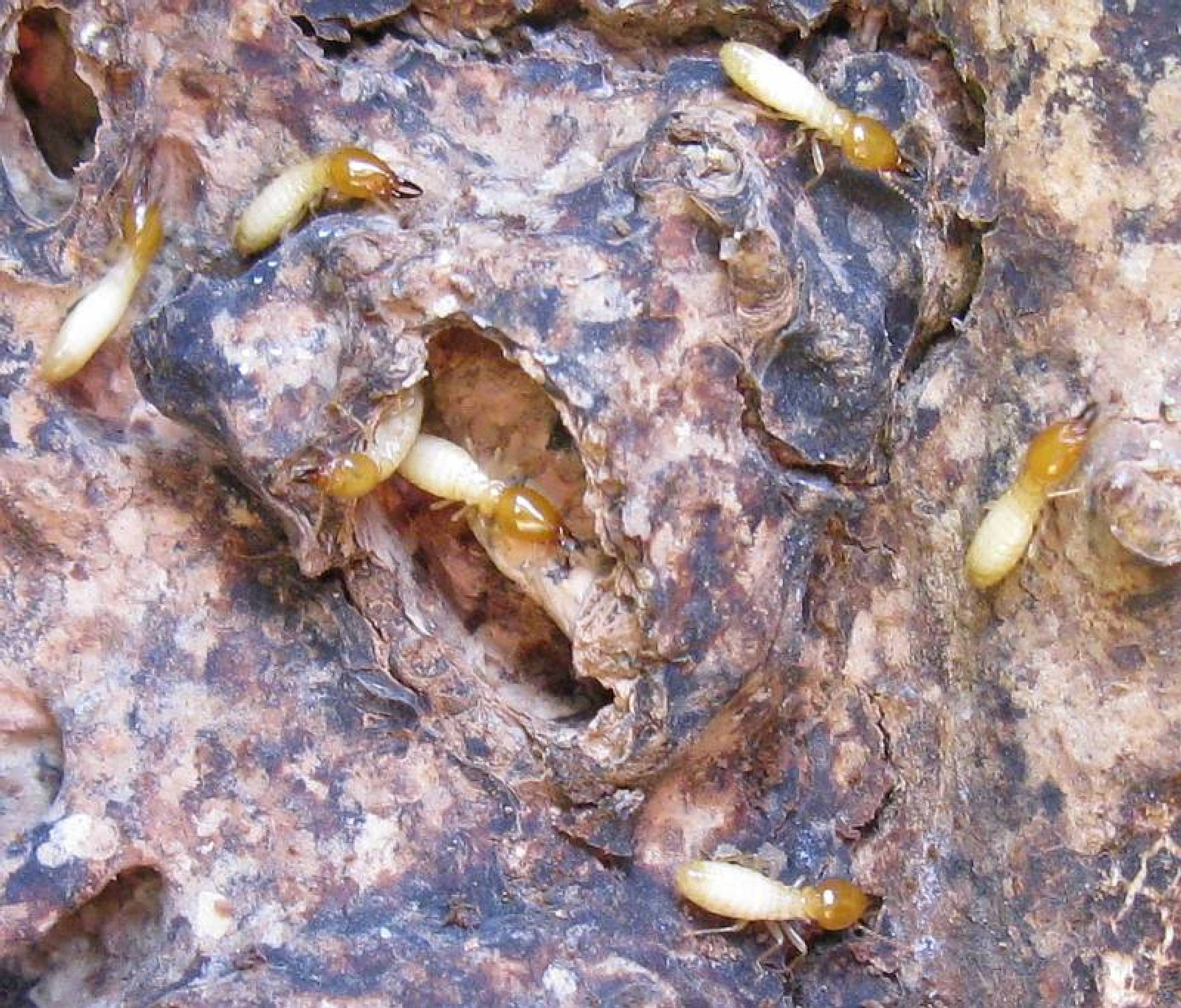 subterranean termite damage