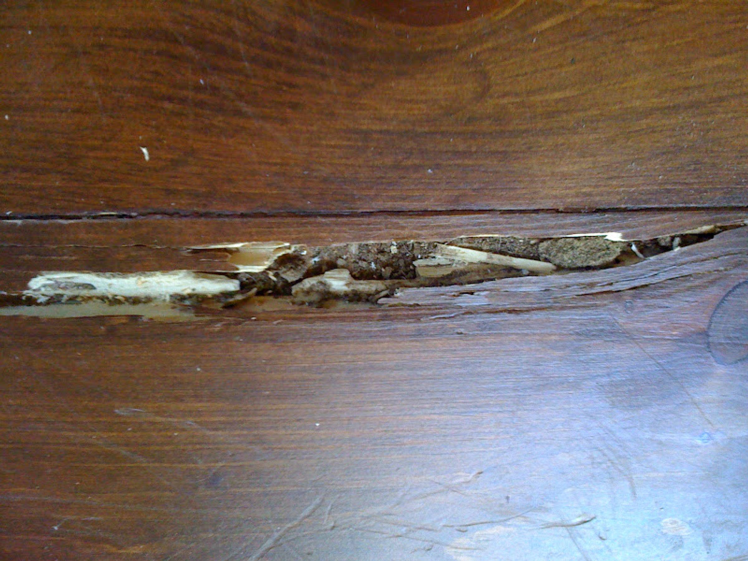 termite damage hardwood floor