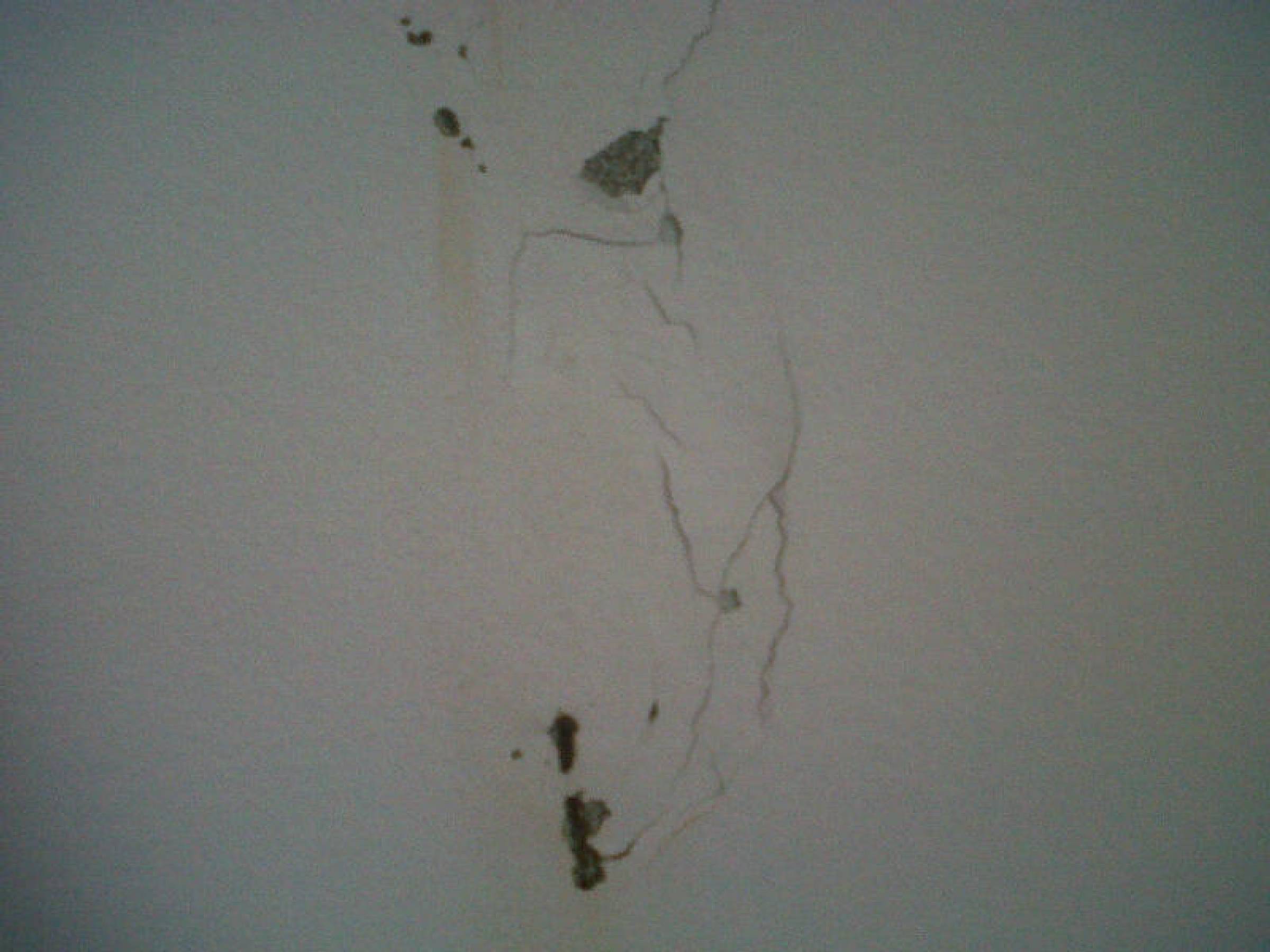 termite damage in drywall