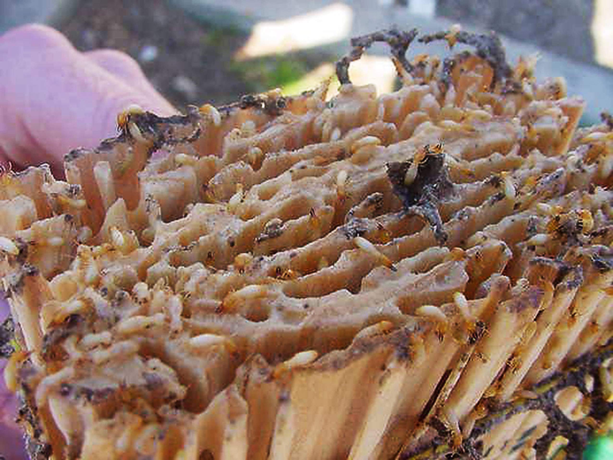 termite damage look like