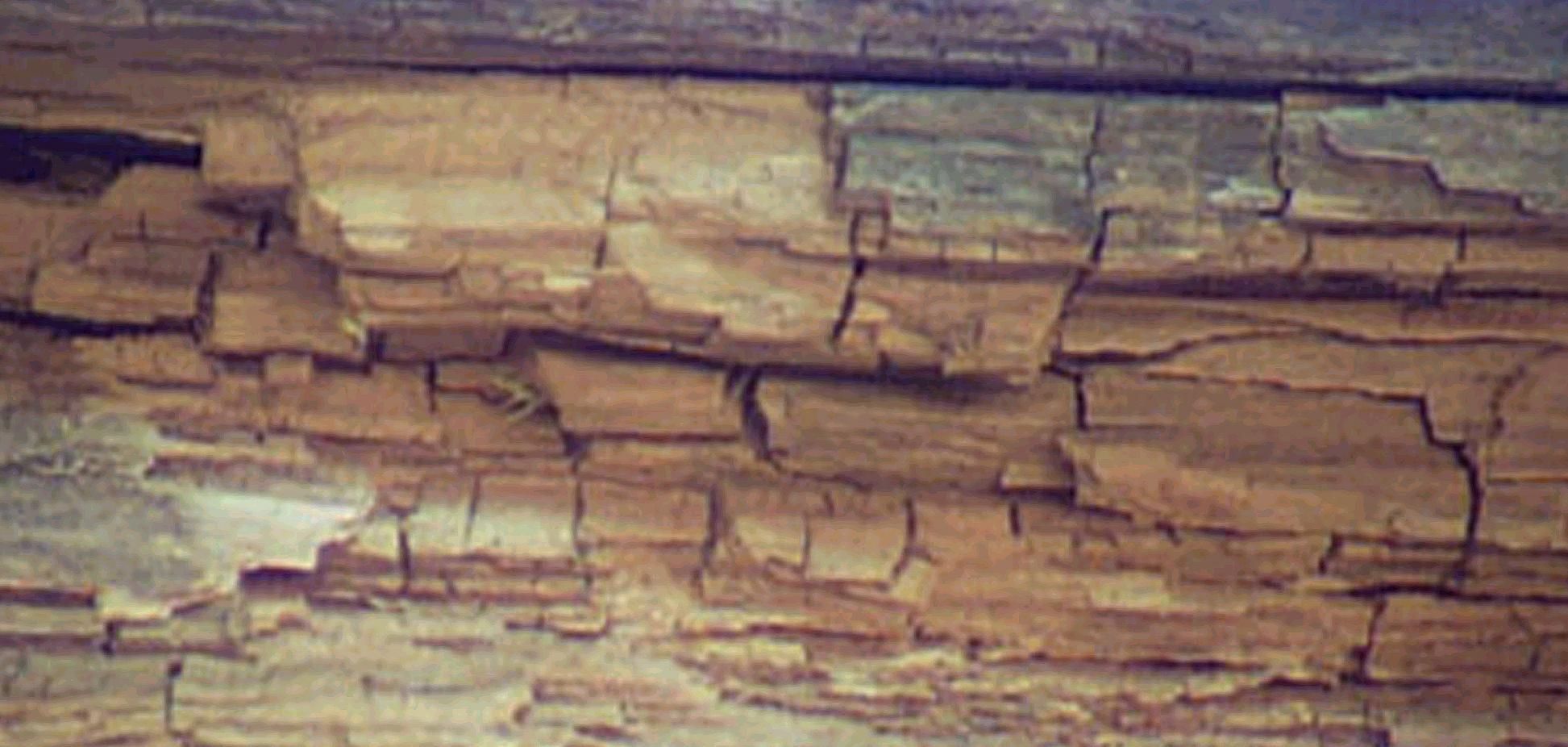 termite damage or wood rot