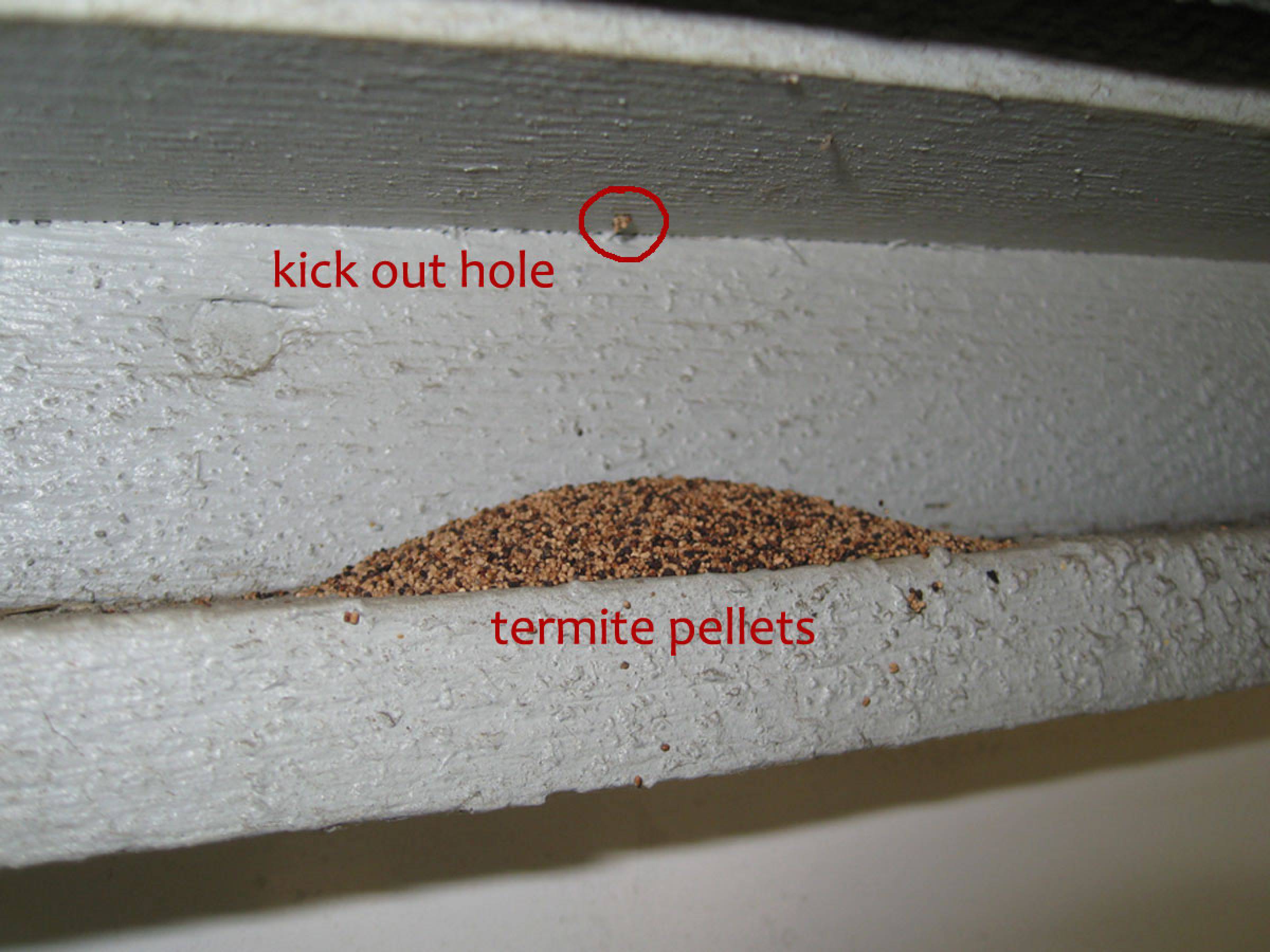 termite damage signs