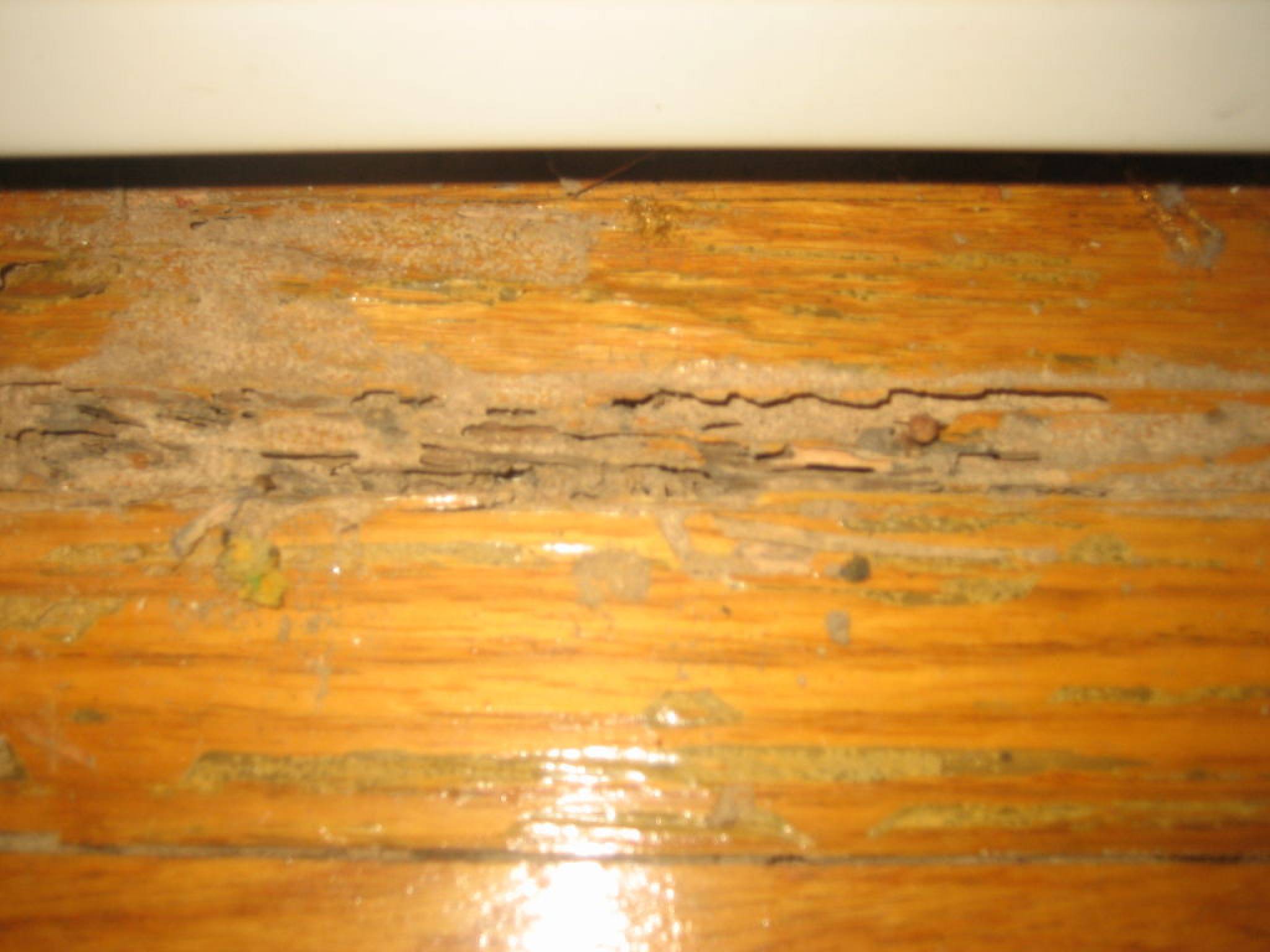 termite damage to hardwood floors