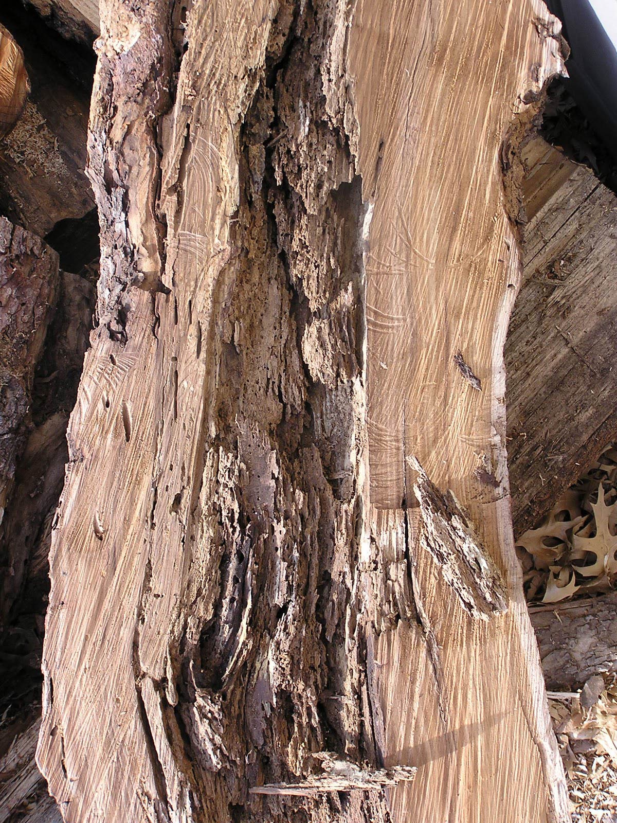 termite damage tree photos