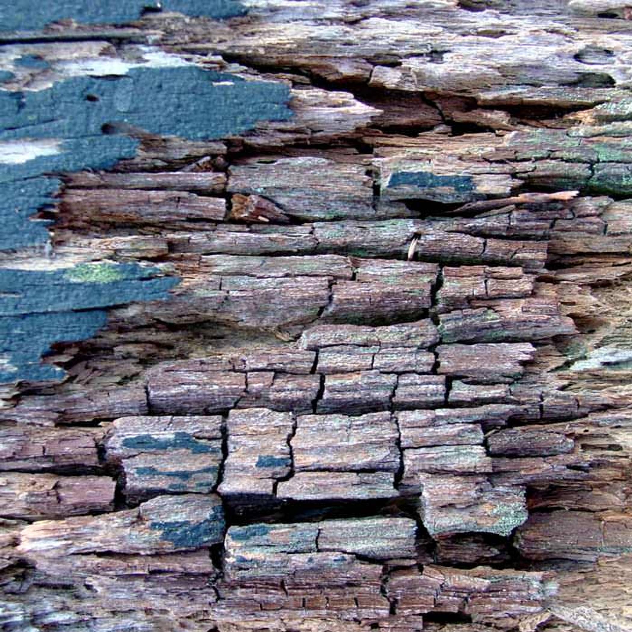 termite damage vs wood rot
