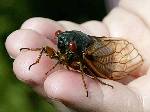 13 And 17 Year Cicadas