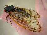 17 Year Cicada Images