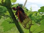 17 Year Cicada Photo Gallery