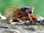 17 Year Cicada Photos