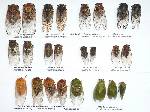 17 Year Cicada Range