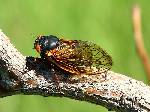 17 Year Cycle Cicada