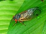 17 Year Locust Cicada