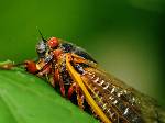 17 Year Periodical Cicadas