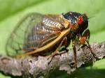 17 Years Cicada